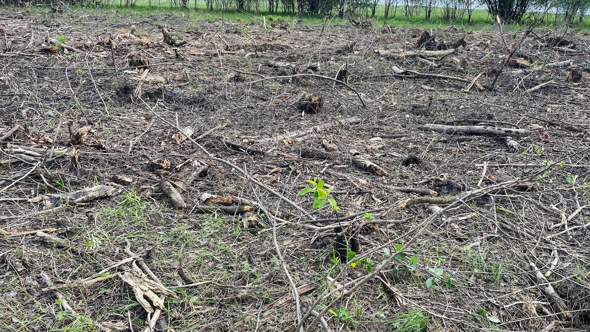 Skulle vurdere skogvern – blei møtt av dette