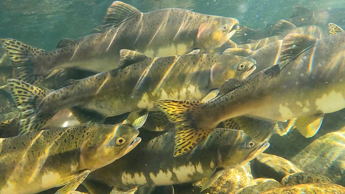 Canada stengde 47 lakseoppdrett – då kom villaksen tilbake