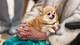 Heiko Junge / NTB Chihuahua-hunden Wilma ligger i fanget til prinsesse Astrid