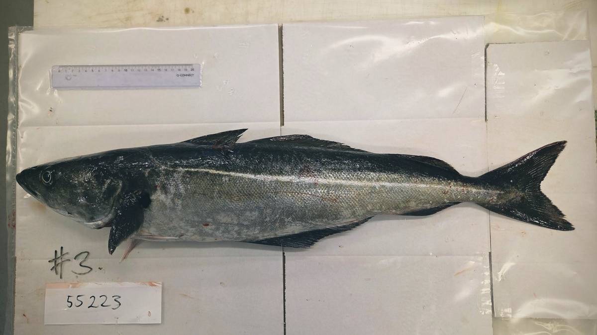 Ny rapport: Mykje, men skrinn ungsei