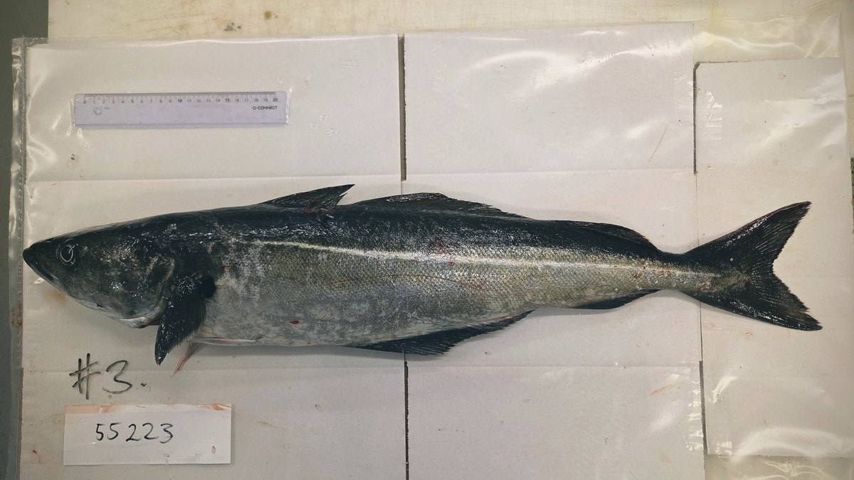 Kysttoktet i desember: Masse, men skrinn ungsei