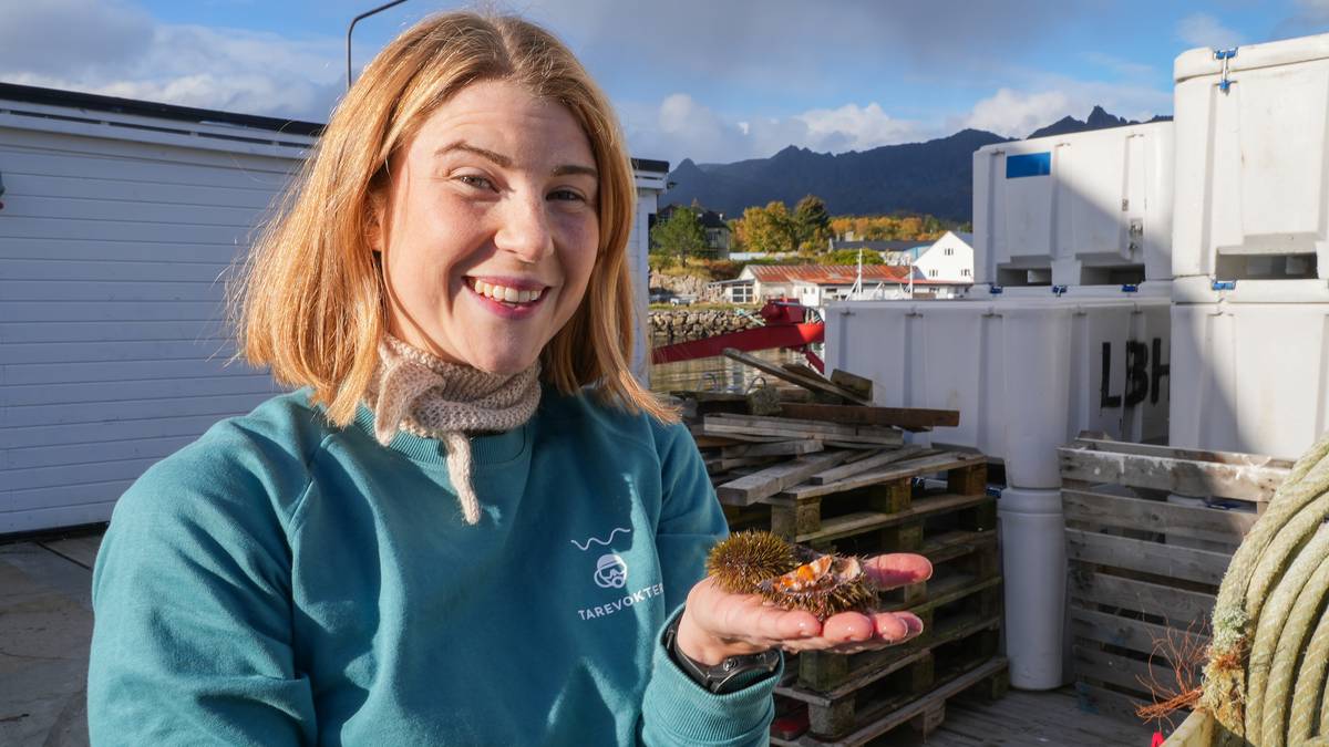 Går til krig mot kråkebollar med nytt senter i Lofoten