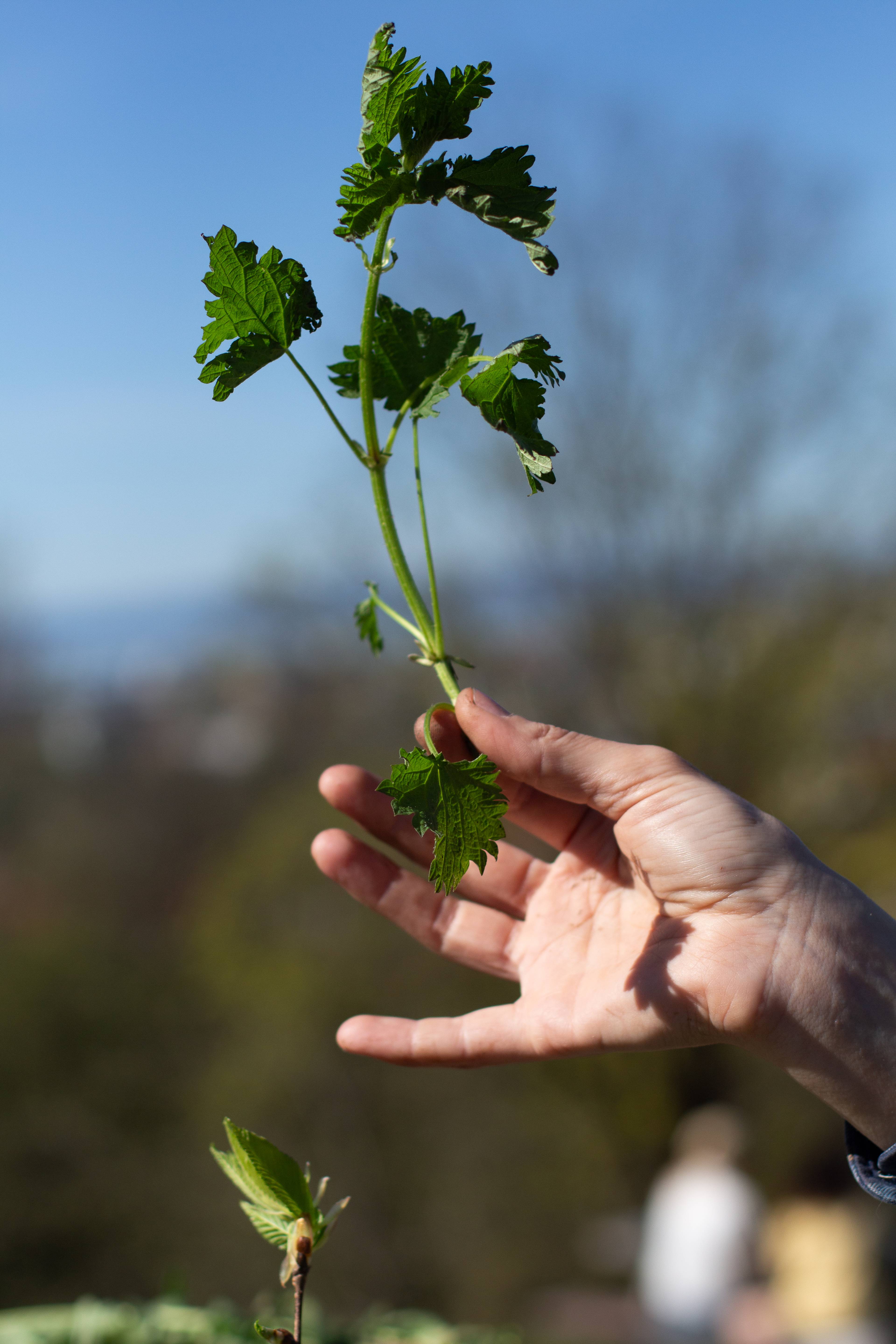 en hånd som holder en plante