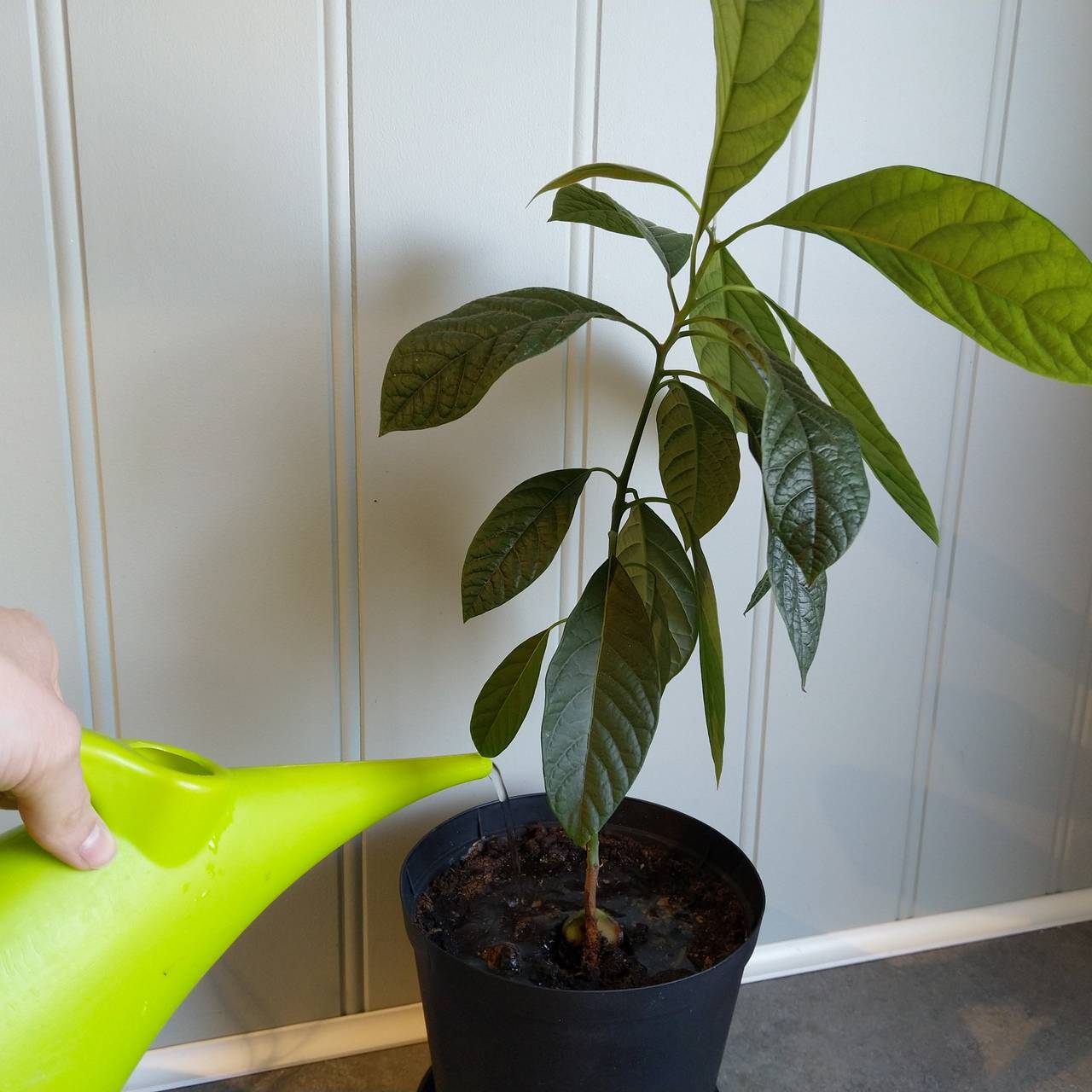 Vanne planter