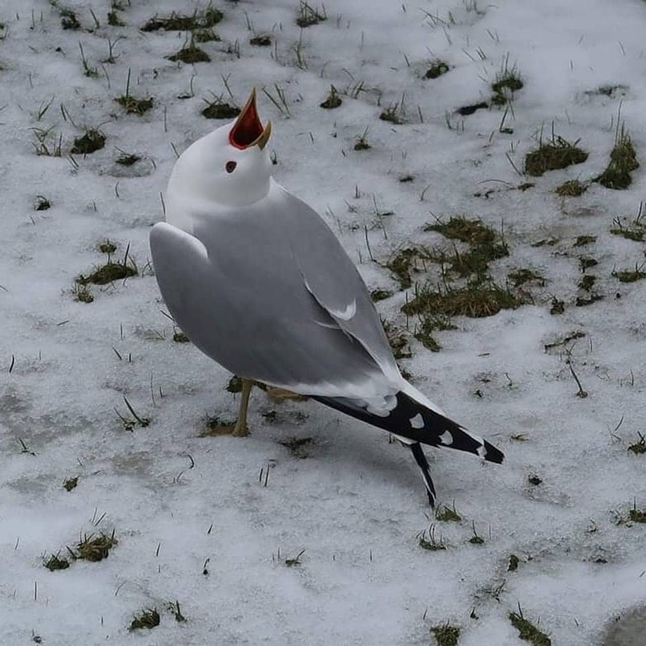 En måse står på den snødekte bakken og skriker mot himmelen.