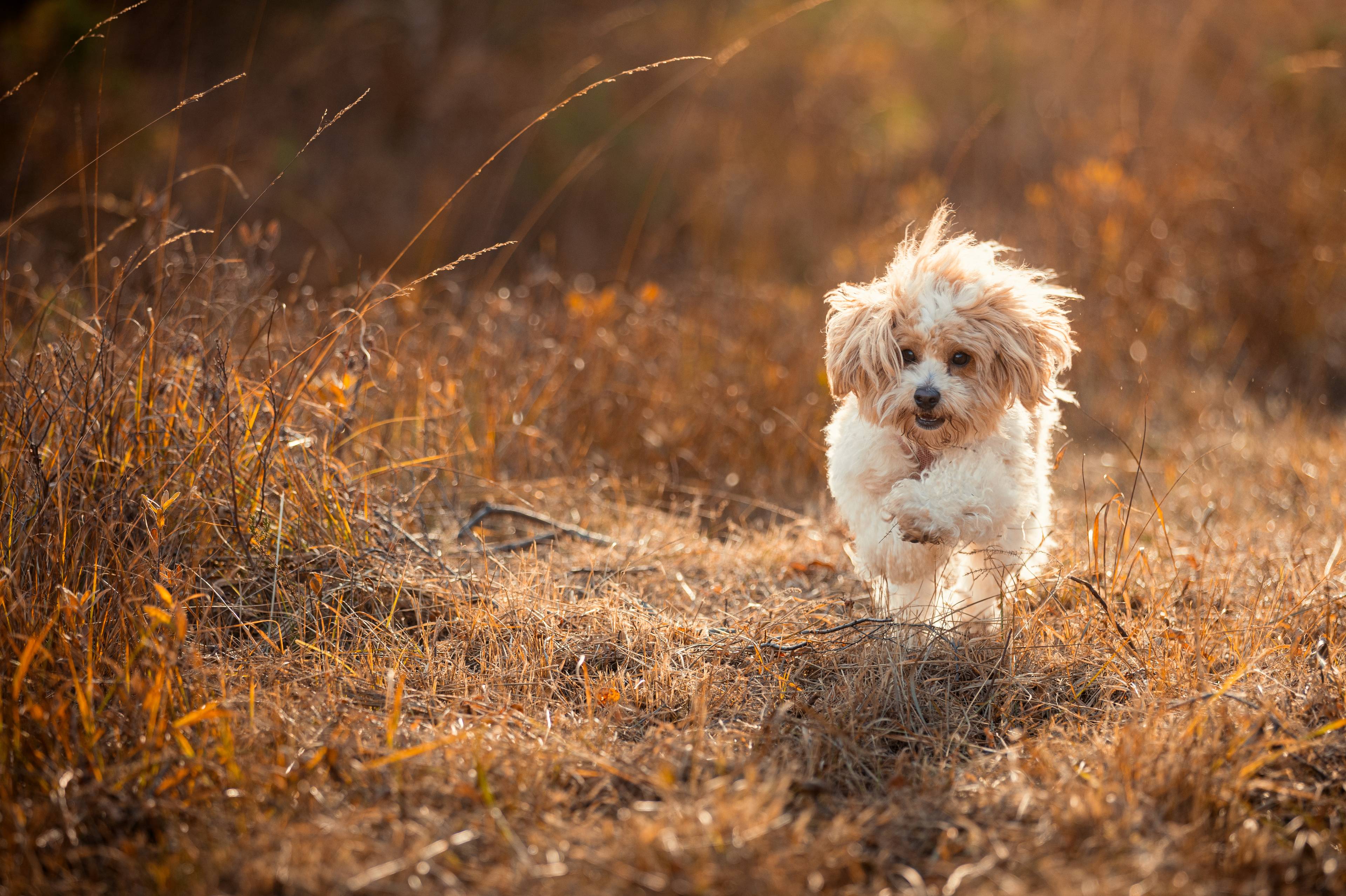 Lilli, en brun og hvit maltipoo, løper mot oss på brunt, tørt gress.