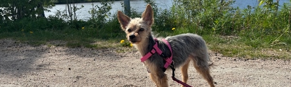 Hund 