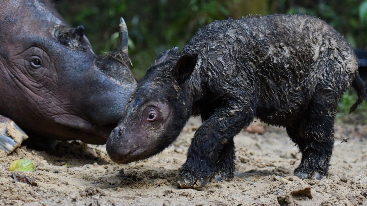 Utrydningstruet neshorn fødte i Indonesia