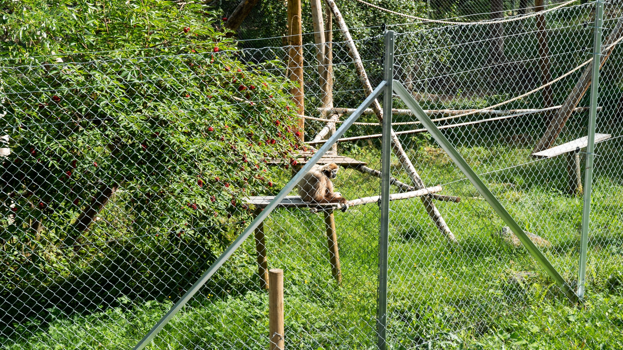 Amadeus i Tangen dyrepark