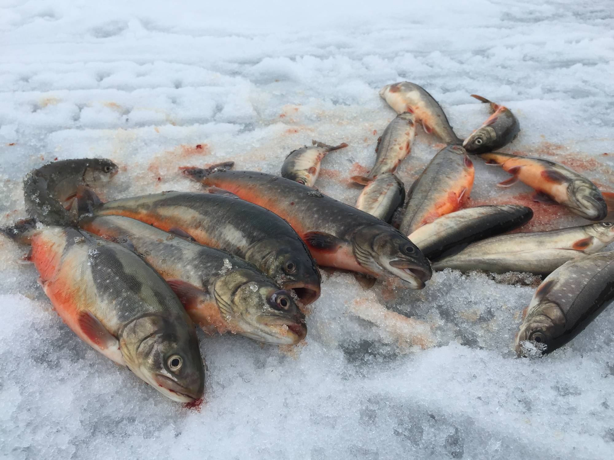 Røye, ørret og sik kan være borte fra innsjøene om temperaturen stiger ...