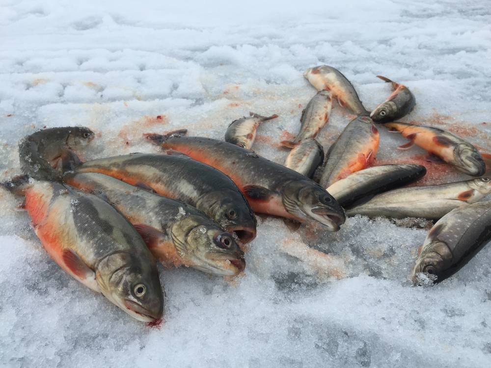 Røye, ørret og sik kan være borte fra innsjøene om temperaturen stiger ...