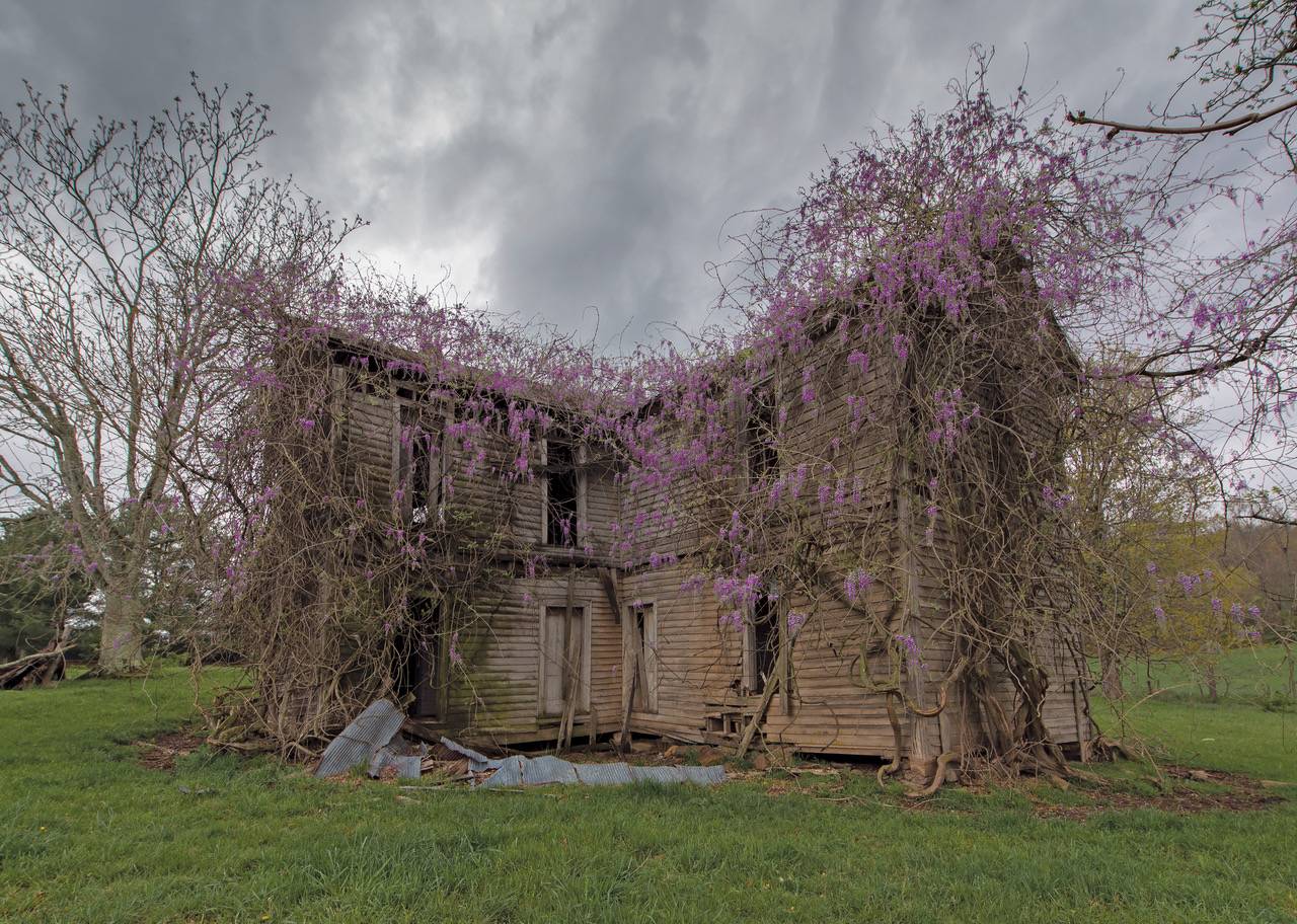 Wisterias