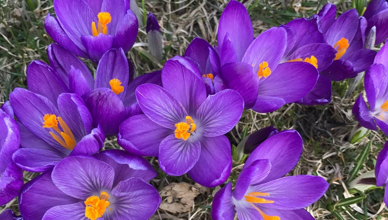 Krokus