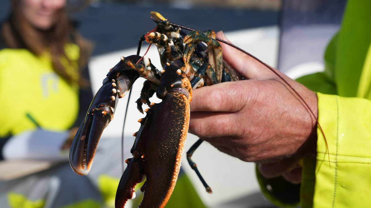 Fritidsfiskere tar stadig flere hummer