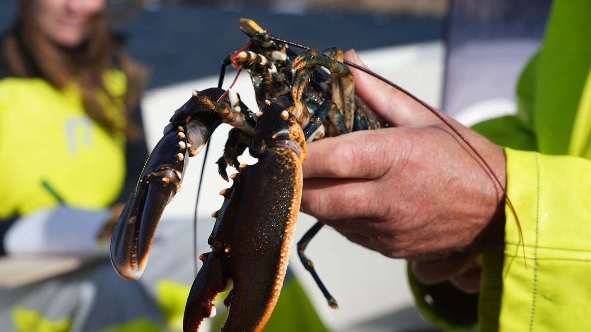 Hummerfiske før 1. oktober – med forskernes tillatelse