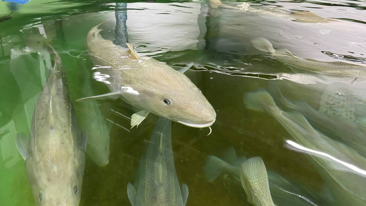 Vurderer sanksjoner etter torskeflukt fra Norcod-anlegg