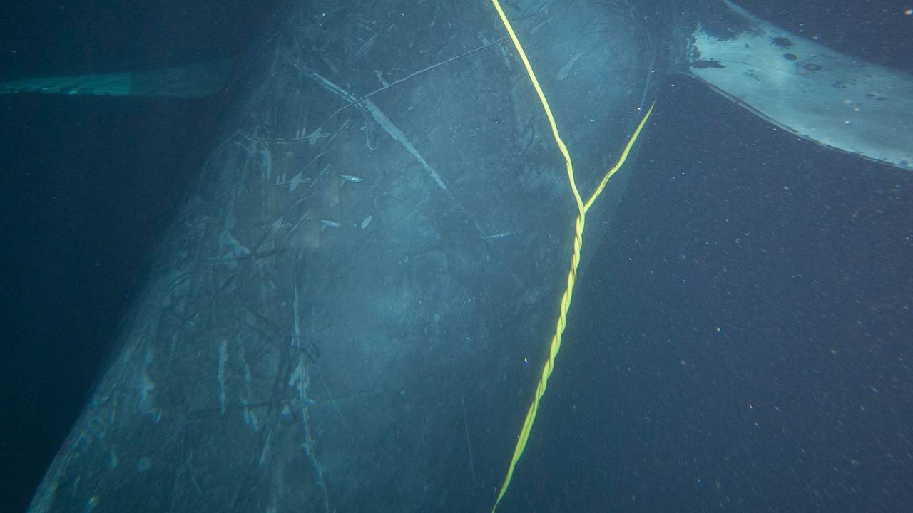 En hval har noe gult surret rundt kroppen