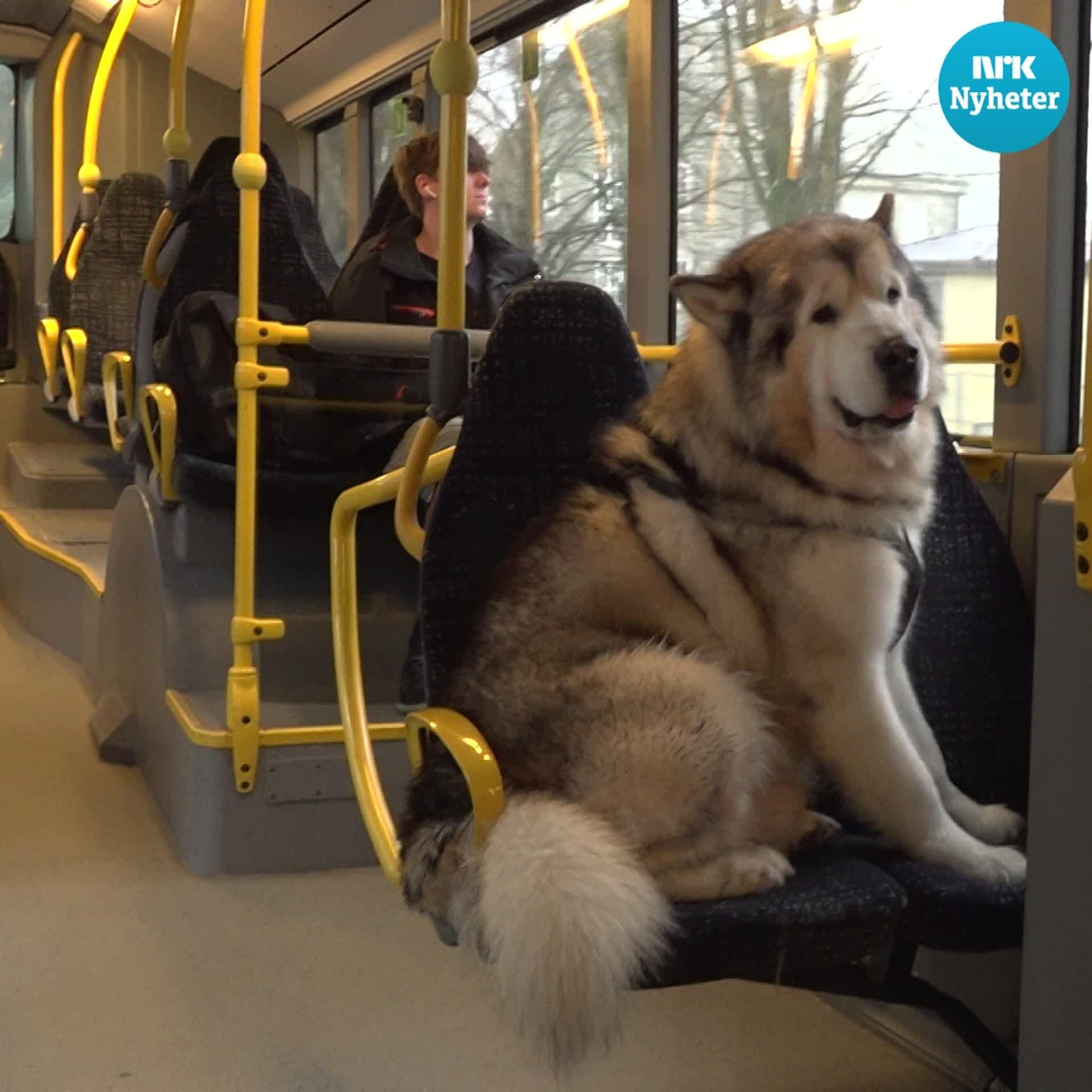 Hunden som tar buss – alene –