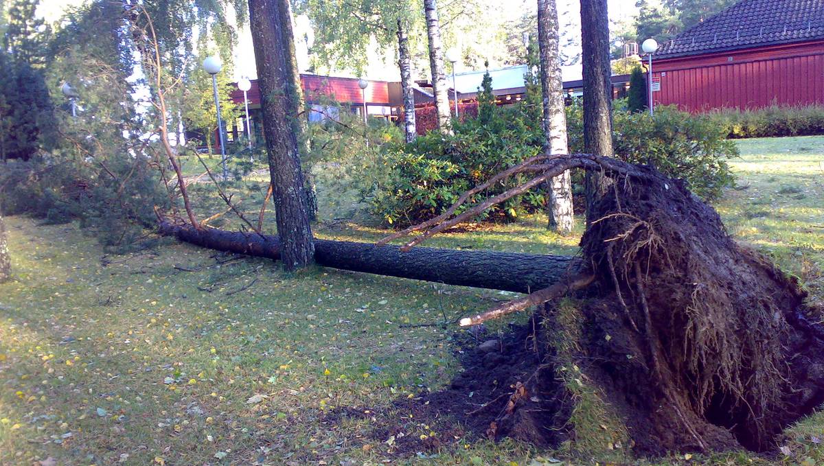 Mange Trær Blåst Over Ende Nrk Vestfold Og Telemark Lokale Nyheter Tv Og Radio 