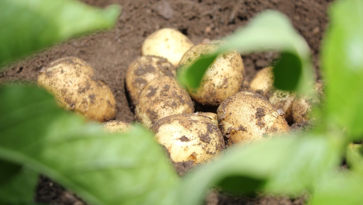 Regjeringen setter opp tollmurer – vil hindre import av poteter