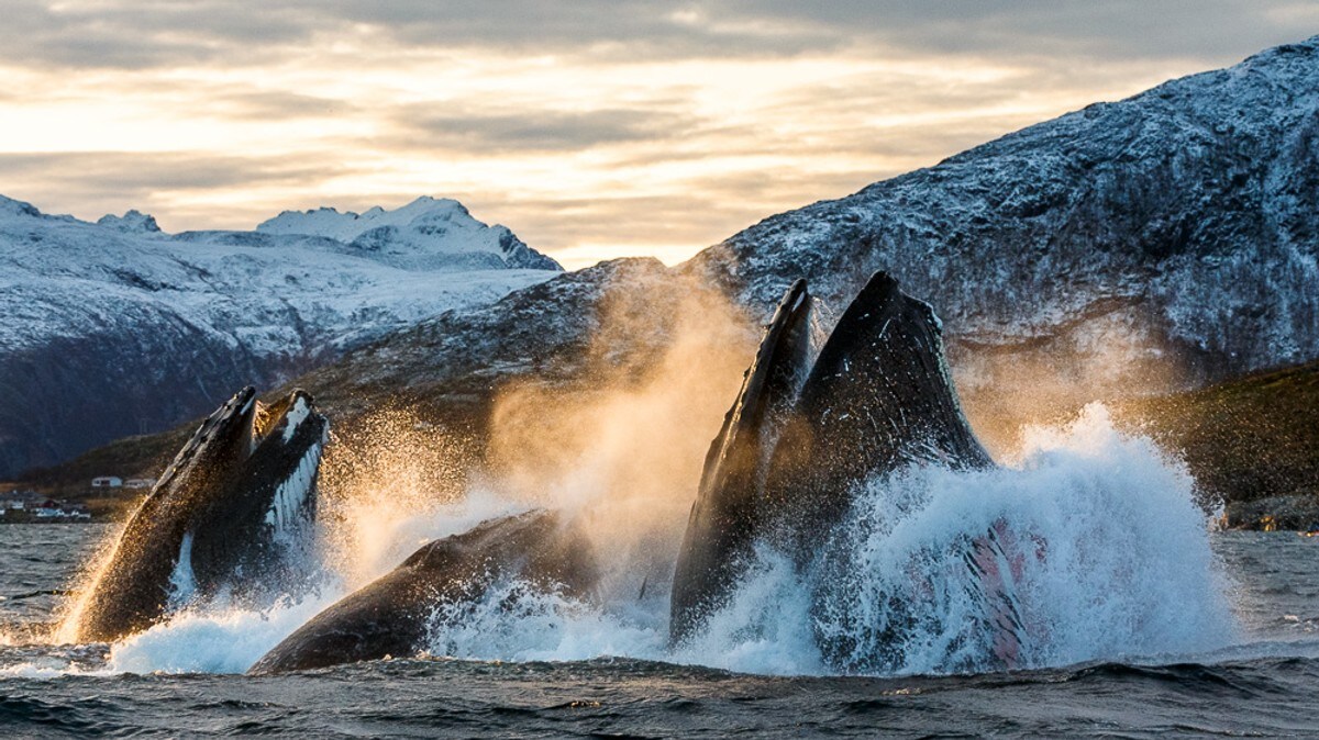 Lyttet til 100 timer med hvalsang – gjorde oppsiktsvekkende oppdagelse