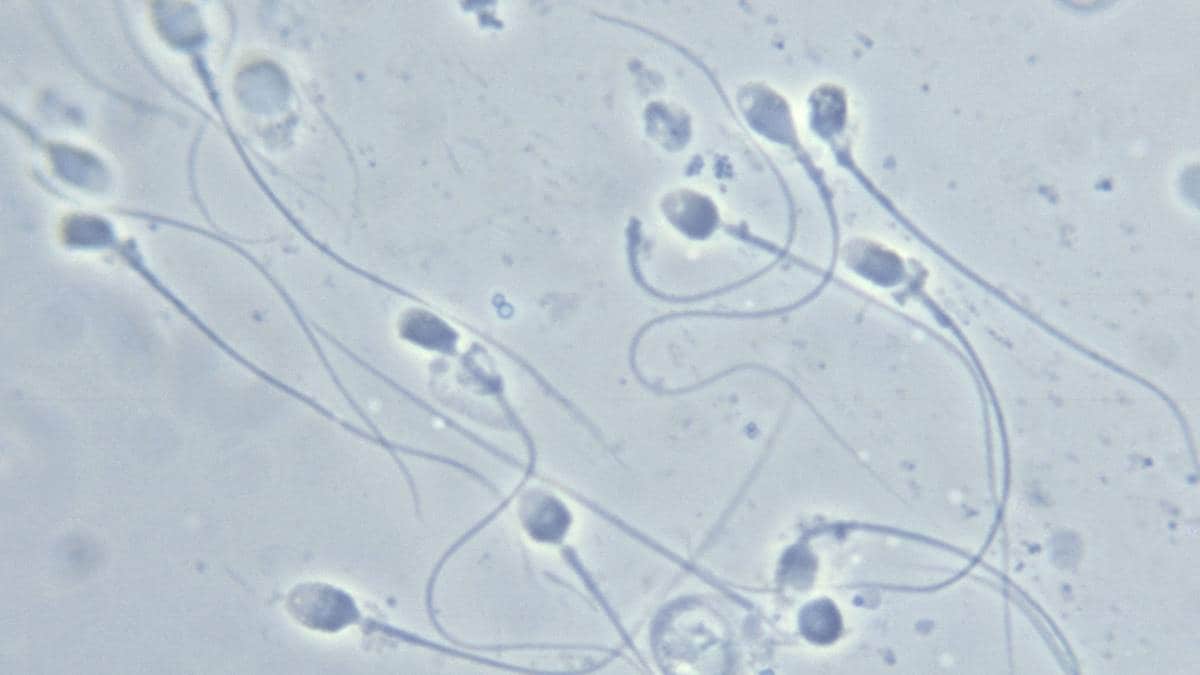 Forskning slår ny alarm om røyking: – Gutter må få vite dette