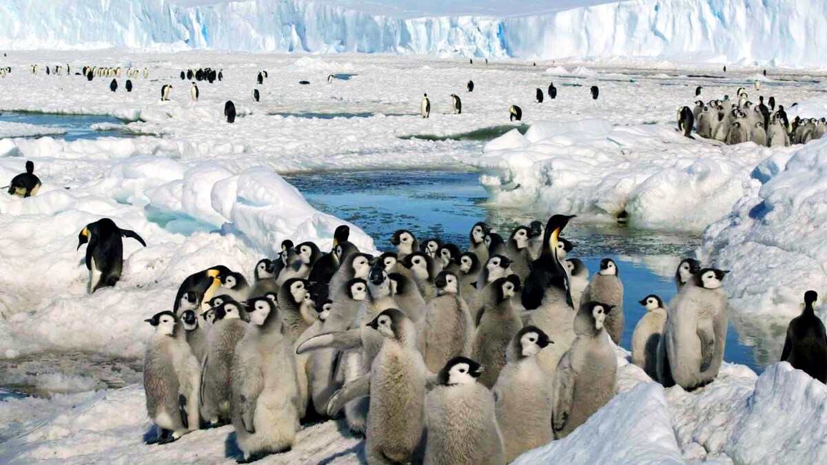 Massedød hos keiser­pingviner i Antarktis