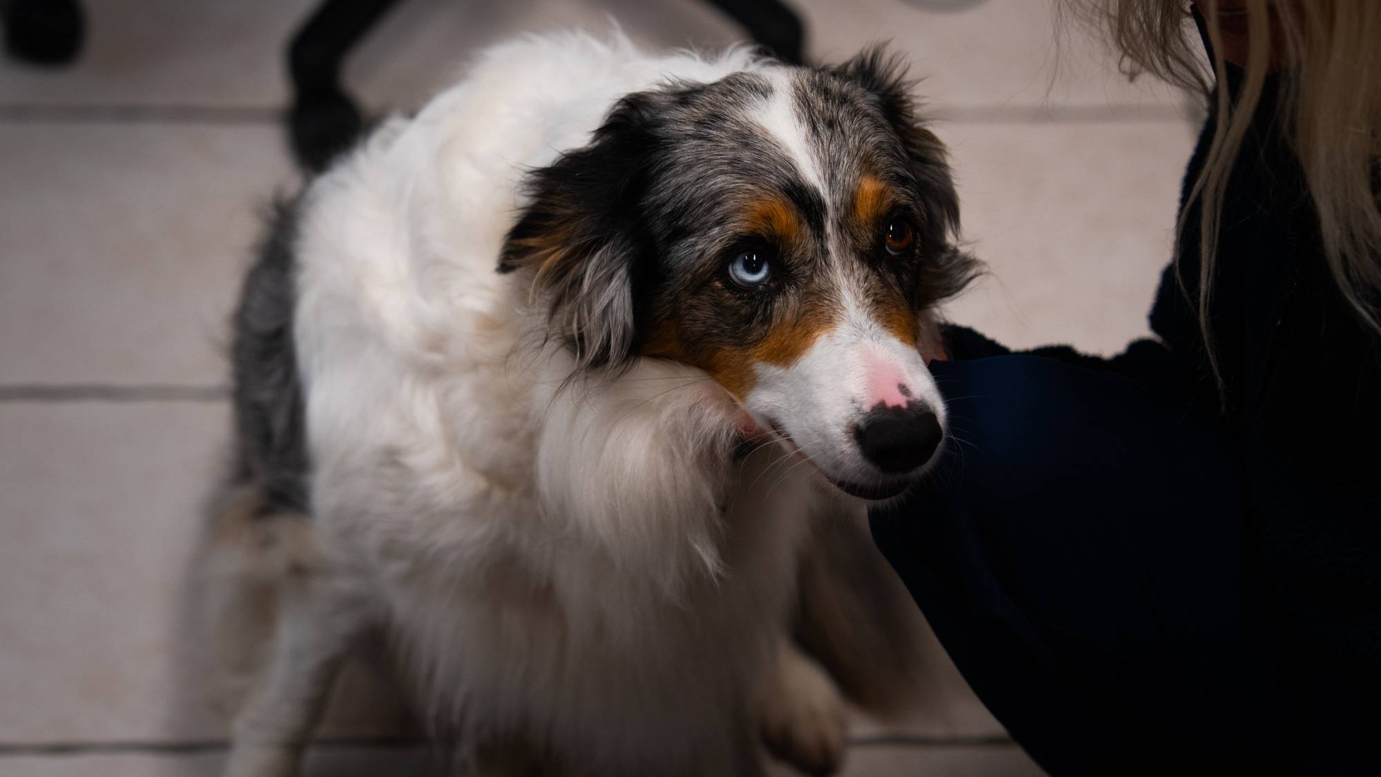 En hvit hund med brunt og sort fjes, et blått og et brunt øye. Stirrer oppover