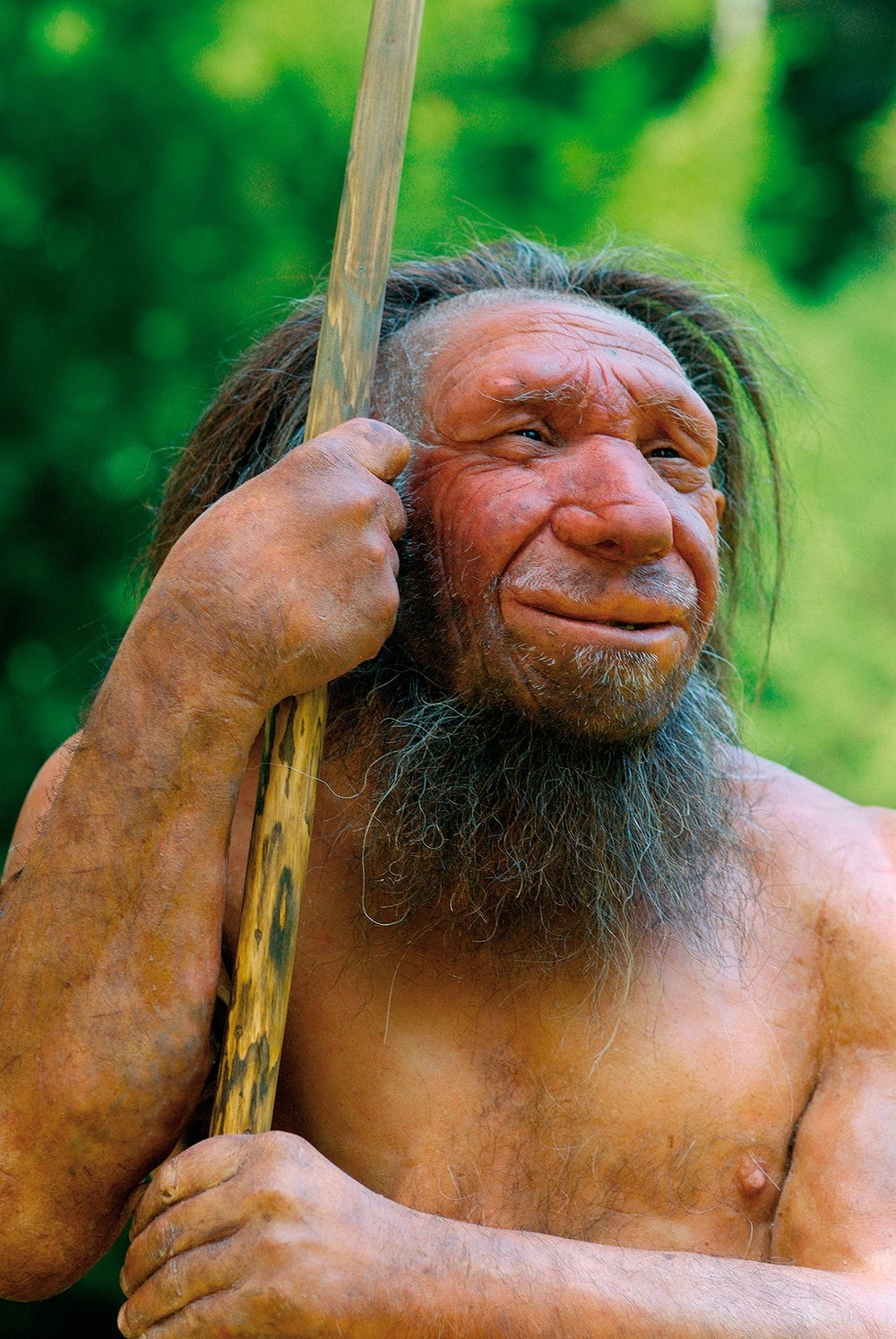 Dyrker hjerner med neandertalgener