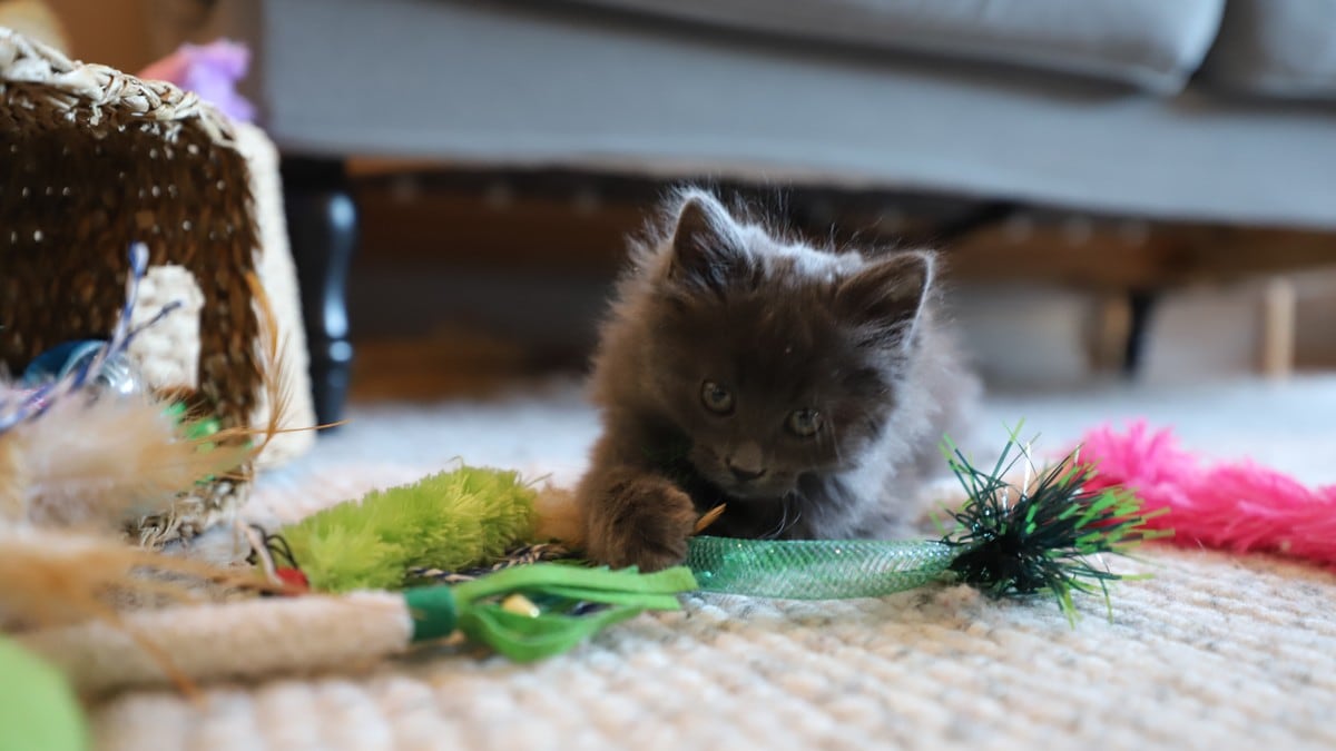 Kattungen Freya ble funnet på søppelanlegget