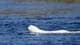 Foto: NTB Hvithval i Drammenselva i Hokksund