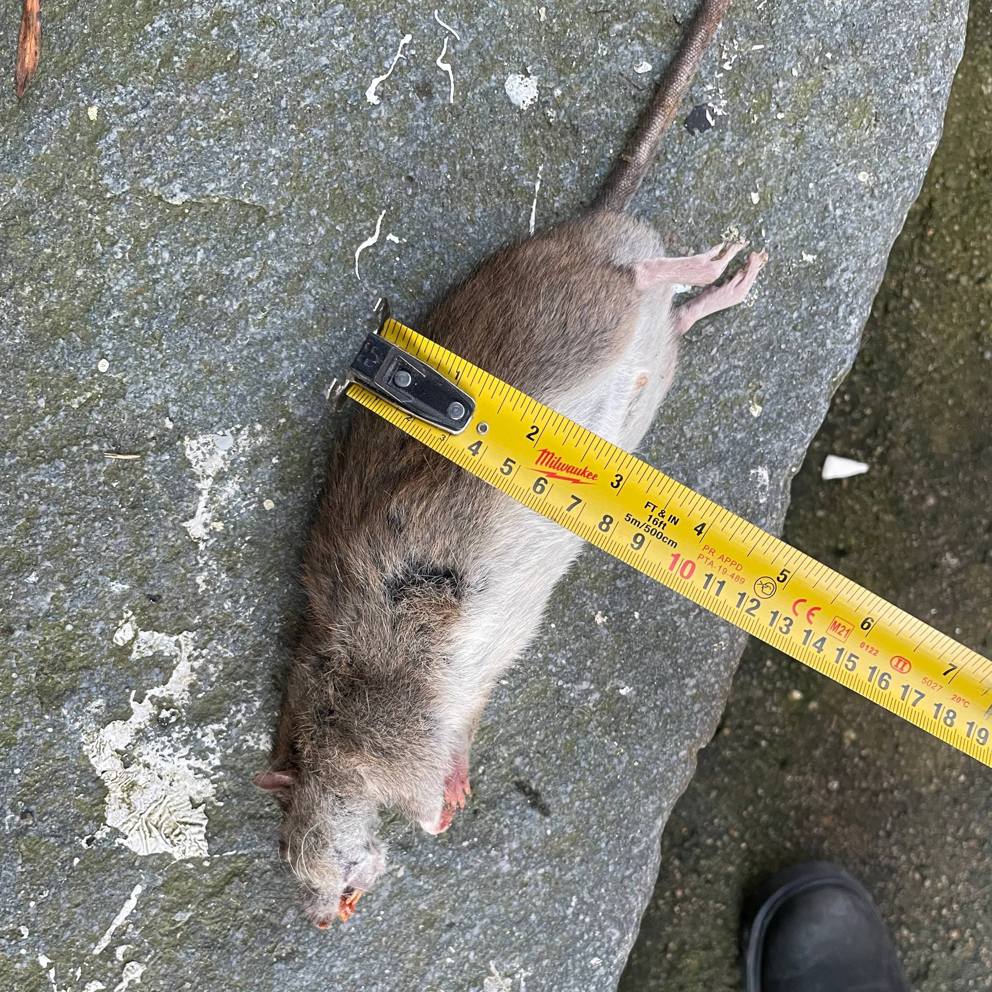 En død rotte 