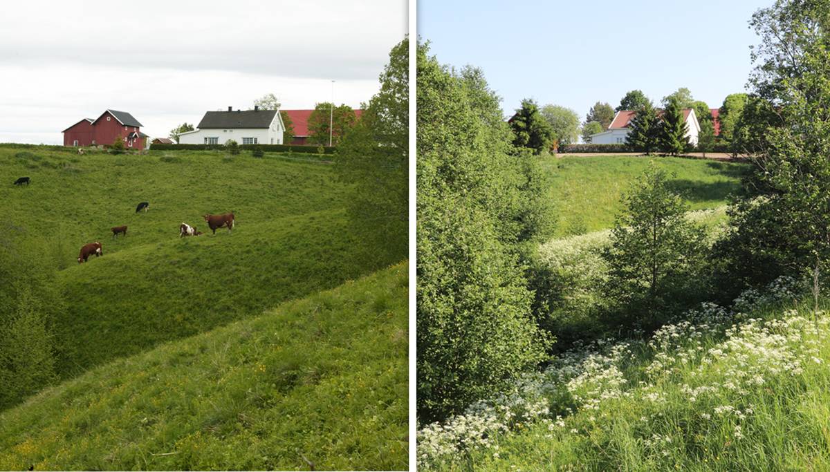 Roper varsko for å hindre at Norge gror igjen – NRK Norge – Oversikt over nyheter fra ulike deler av landet