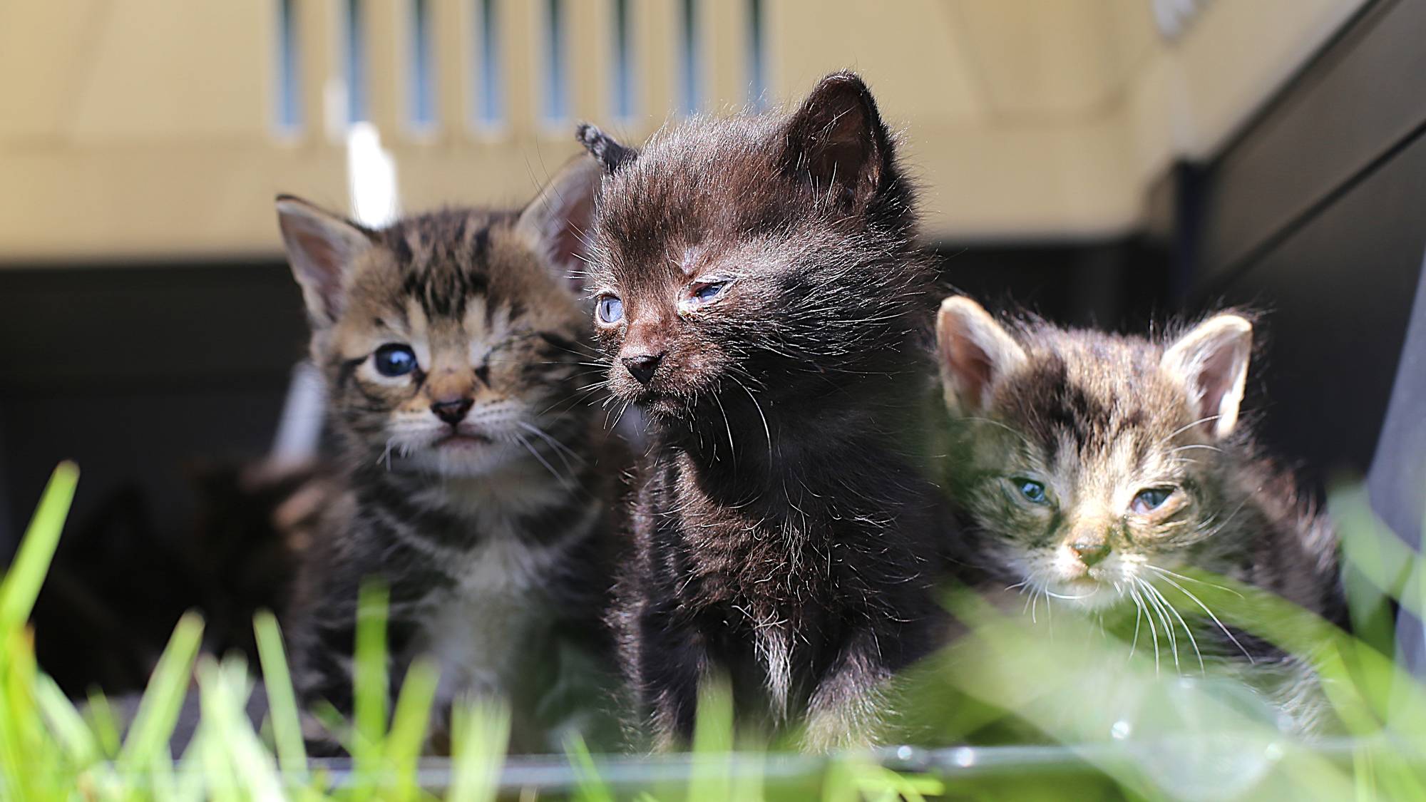 Syke kattunger i gresset utenfor et bur 