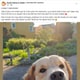 Skjermdump fra Facebook Hund funnet omkommet. skjermdump fra post på Facebook