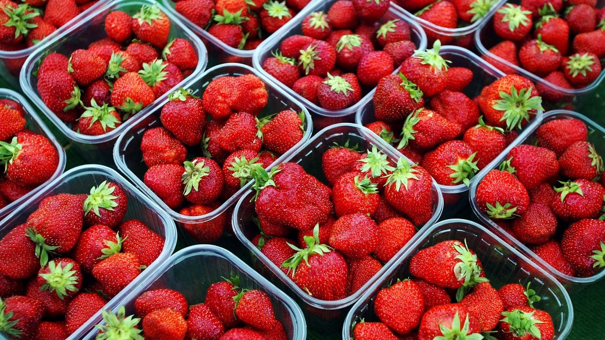 Strawberries picked by Norwegians are becoming more expensive – NRK Norway – Overview of news from different parts of the country