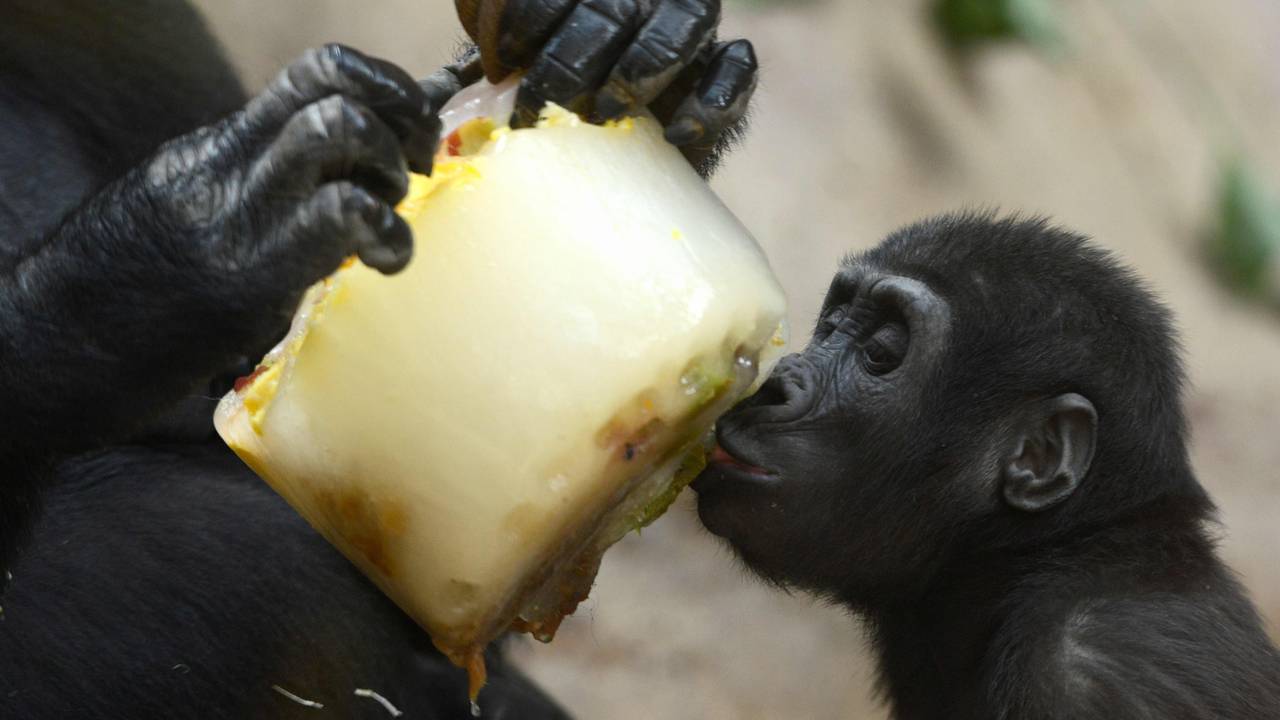 Babygorilla spiser fruktis