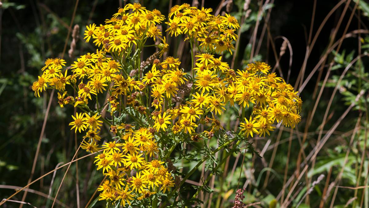 Giftig plante i full blomst – NRK Sørlandet – Lokale nyheter, TV og radio