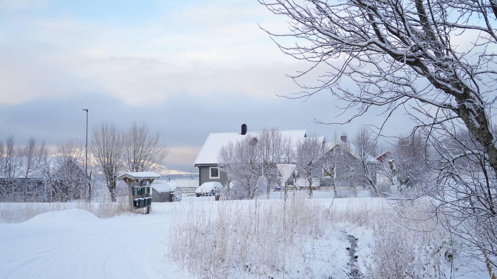 en snødekt hage med trær og hus