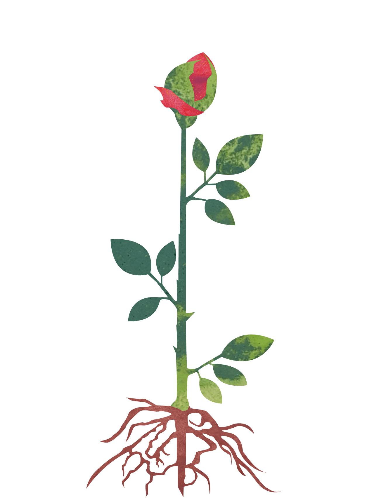 Planten har begynt å blomstre
