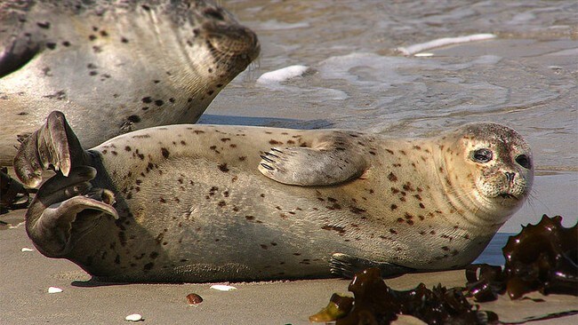 Una foca grigia si riposa sulla spiaggia. L'attende un lungo viaggio che la porterà nei mari del Nord