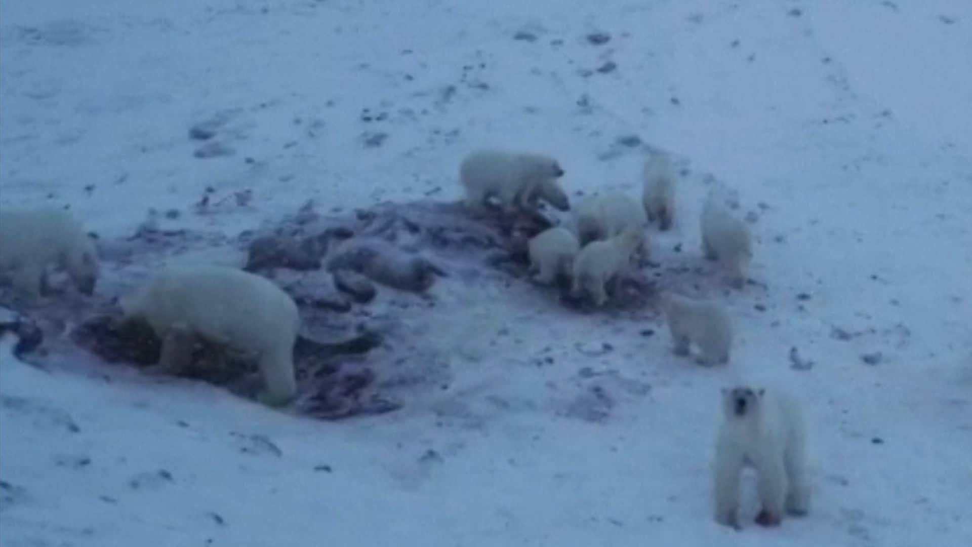 «Isbjørn-invasjon» nær russisk landsby
