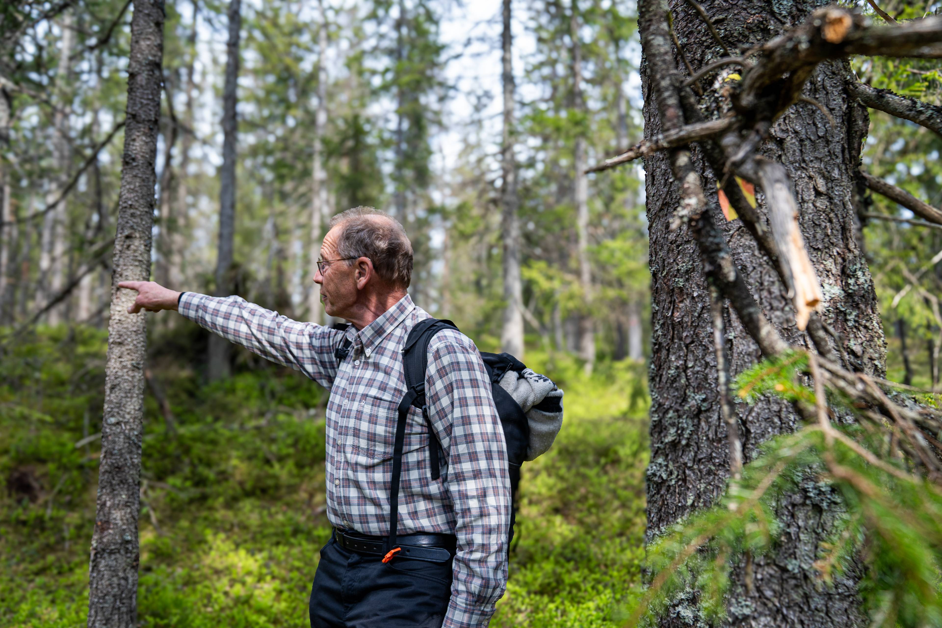 En eldre mann peker mot venstre i en skog. Han har på seg rutete skjorte, mørke bukser og en ryggsekk. Mannen står omringet av trær. (Bildebeskrivelsen er laget av en KI-tjeneste)