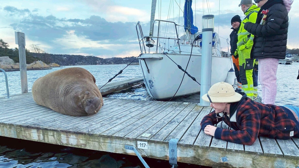Kjendis-hvalross slo seg ned i Østfold: – Utrolig gøy med en sånn kladd med fett