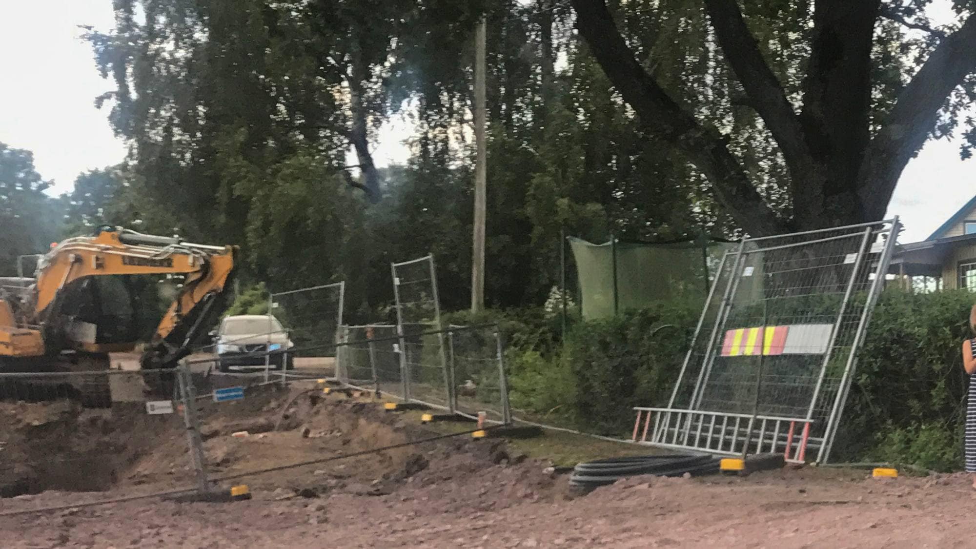 Veiarbeid ved eiketreet på Tveiten i Horten