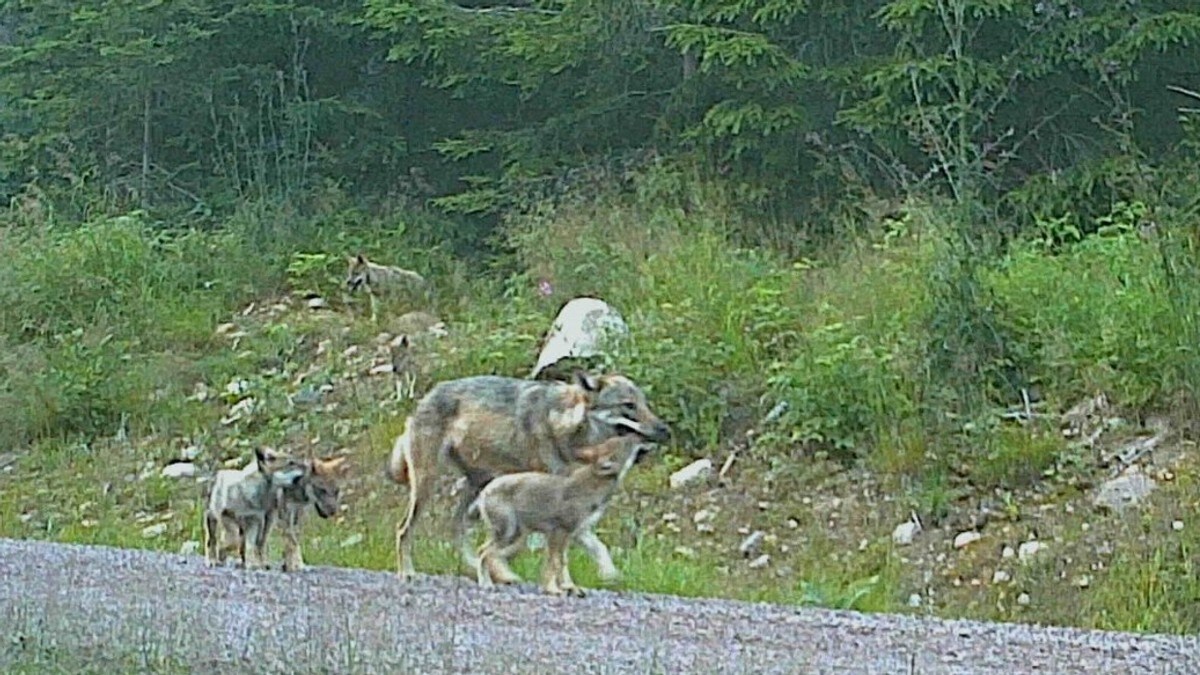 Forslag om ulveskyting stoppet