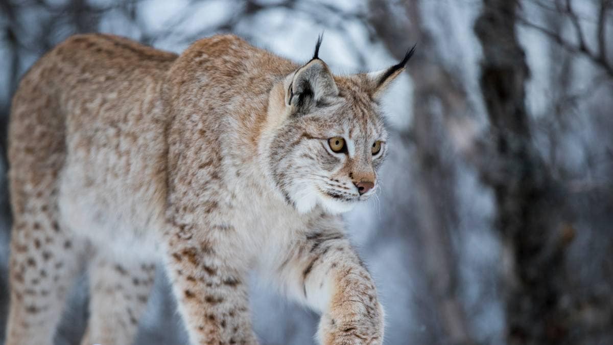 Vil ha full revurdering av rovviltforvaltningen– mener systemet ikke fungerer