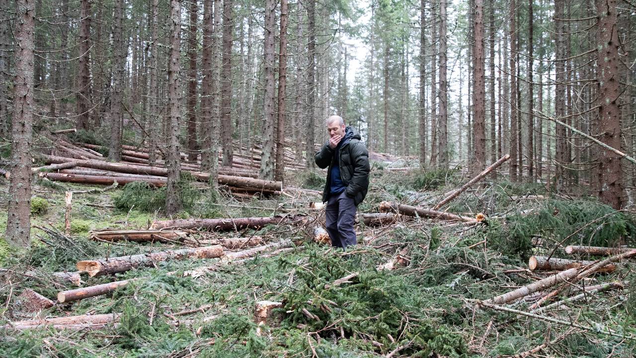 Rasmus Astrup, forskningssjef Nibio. Skog gran.
