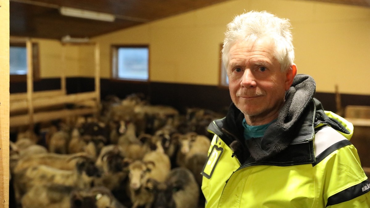 Kjell Olav måtte evakuerast frå 80 sauer: – Eg passa på å gje dei nok mat