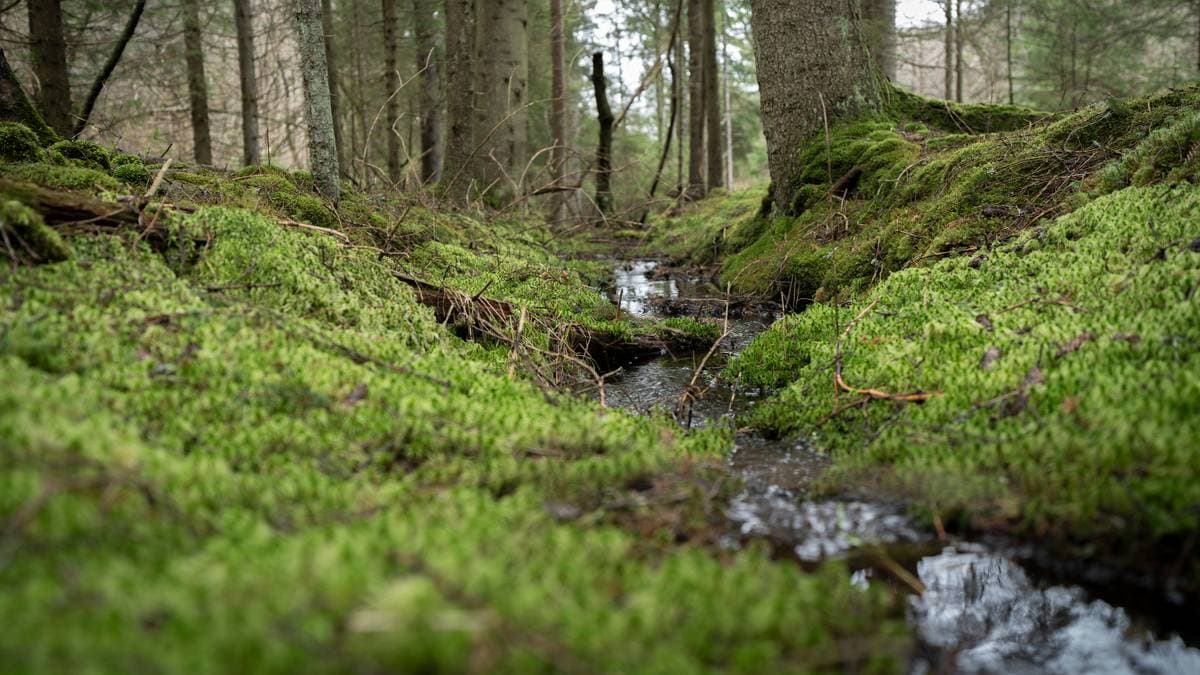 Flere partier vil ha folkeavstemning om Viken Park: – Vi er valgt av folket